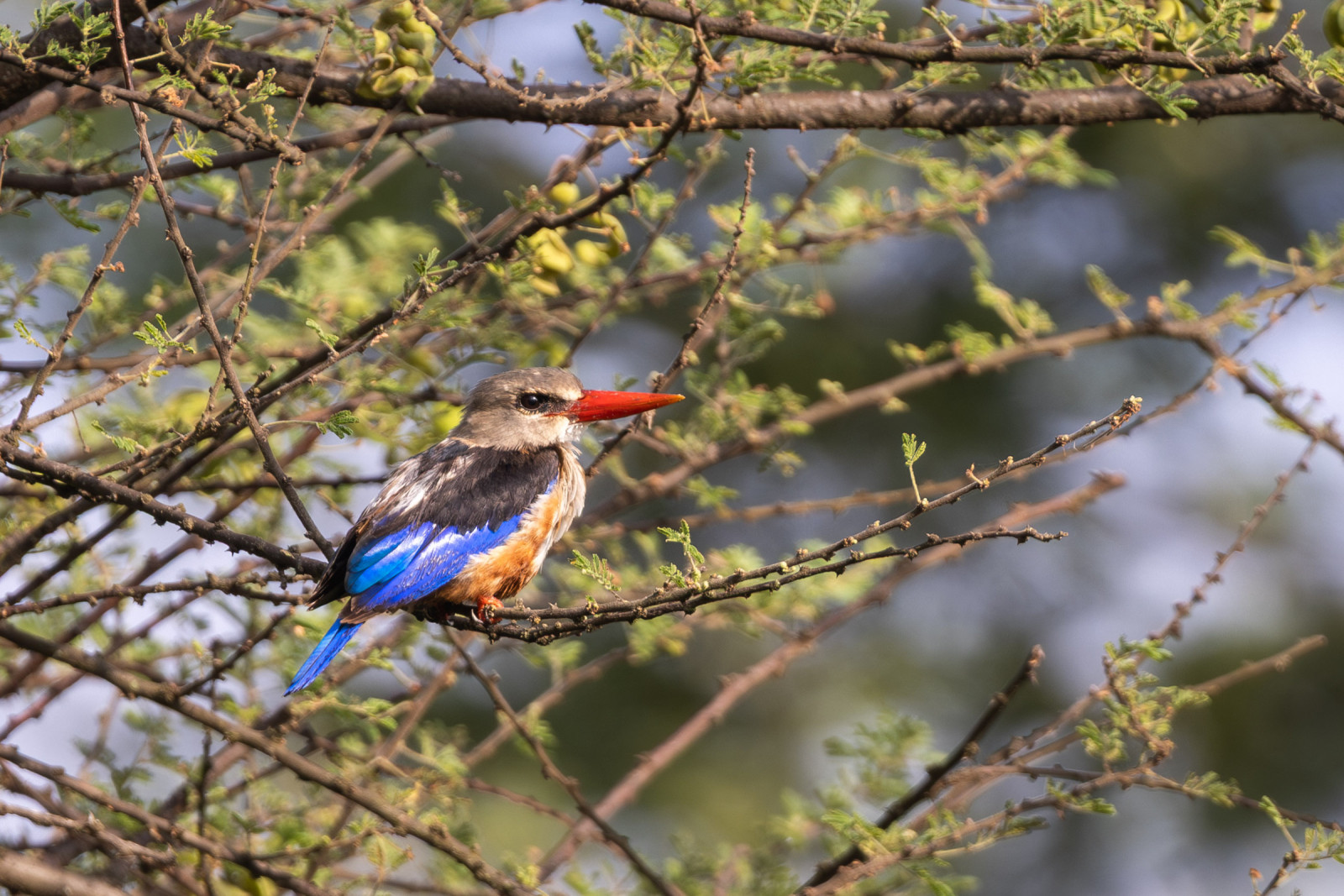 image Grey-headed Kingfisher
